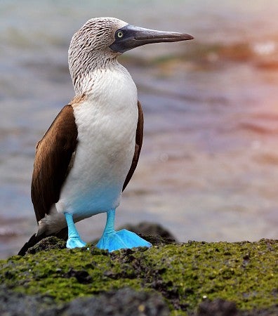 Blue footed booby standing on a rock in the Galapagos