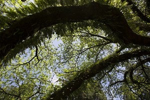 Tree branches on campus