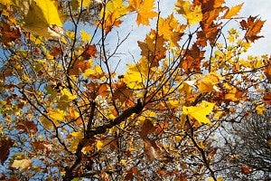 leaves